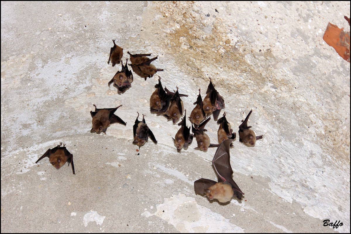 Pipistrelli,di che tipo?